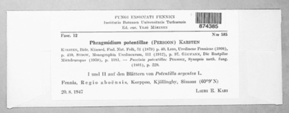 Phragmidium potentillae image